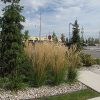 Karl Foerster Reed Grass #2 - Image 3